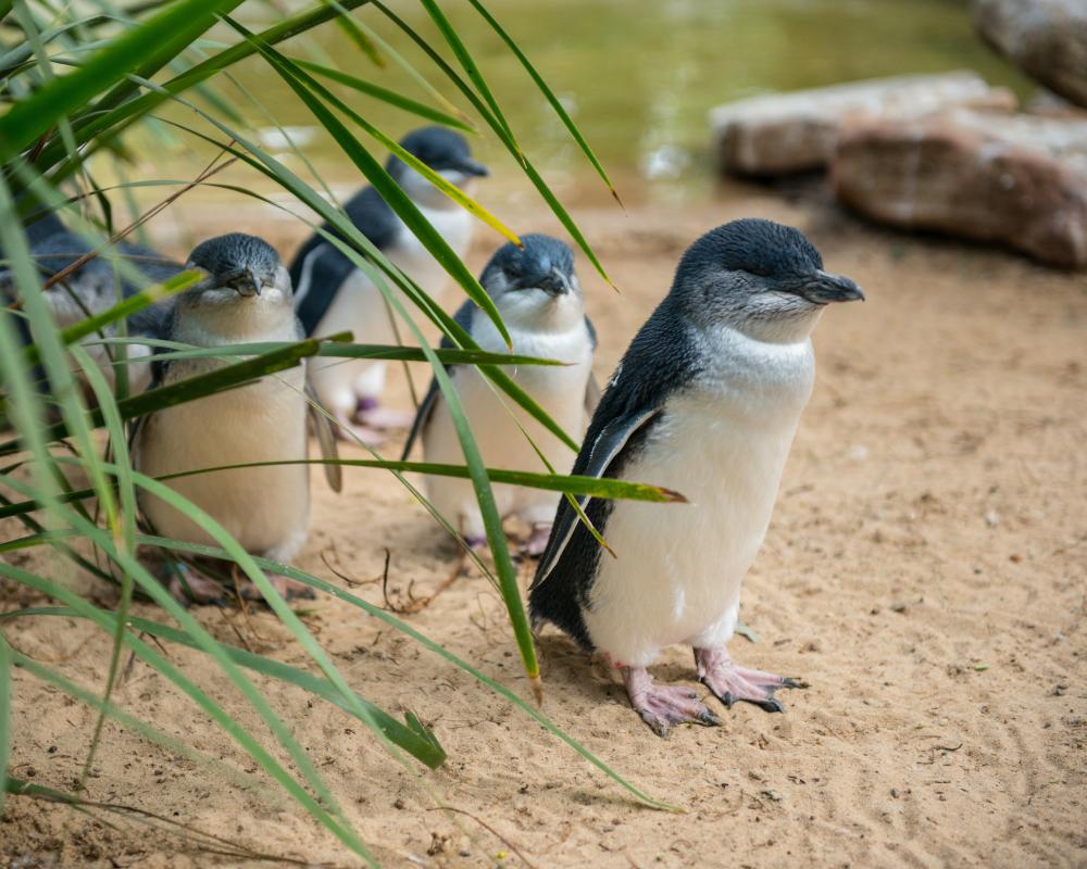 Penguins and dolphins among nearly 400 Australian species under threat from bird flu as 'true extent of disaster' revealed