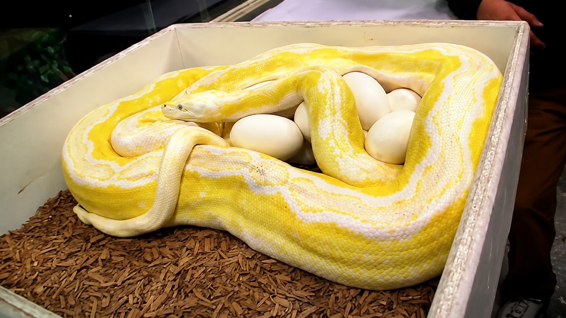Python breeding update shows unique genetics behind midnight egg inspection