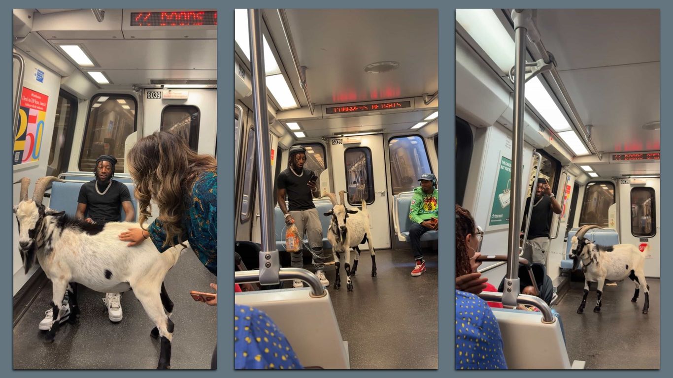 Bob the Metro goat has DC talking