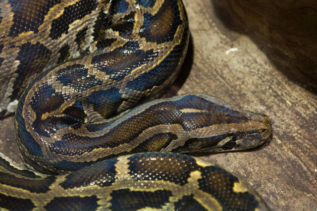 In southwest Florida, Burmese pythons have become a major part of State ...