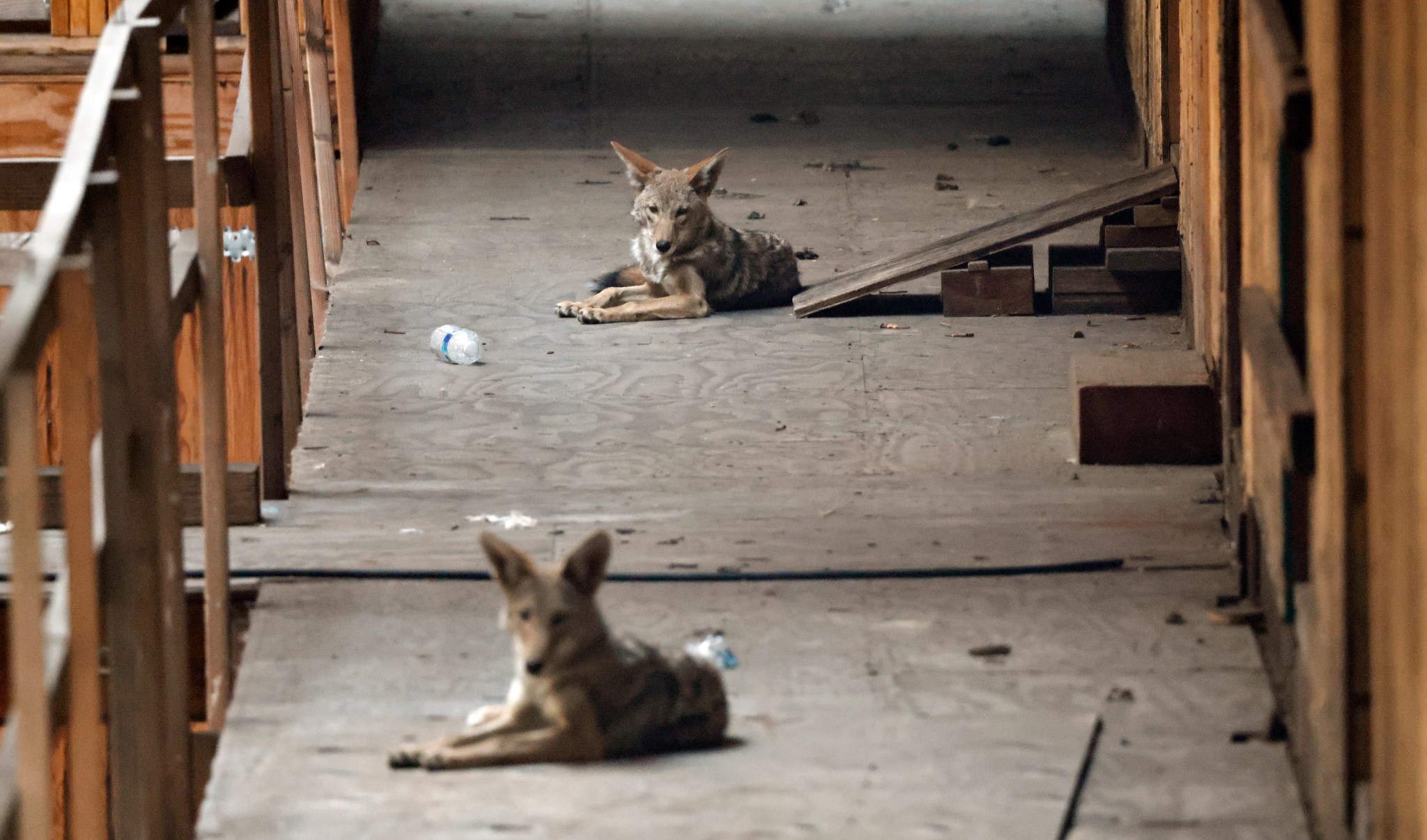 America's condo market is unraveling, as coyotes move in