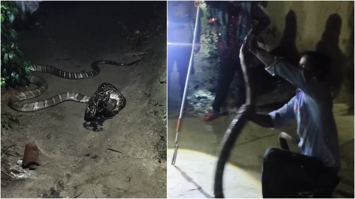 King cobra and python's face-off in Bihar house compound leaves family ...