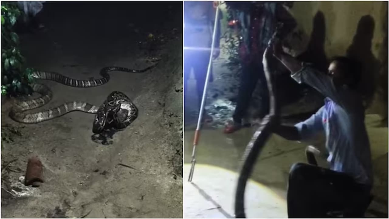 Watch: King cobra, python enter house together as pet dog alerts ...