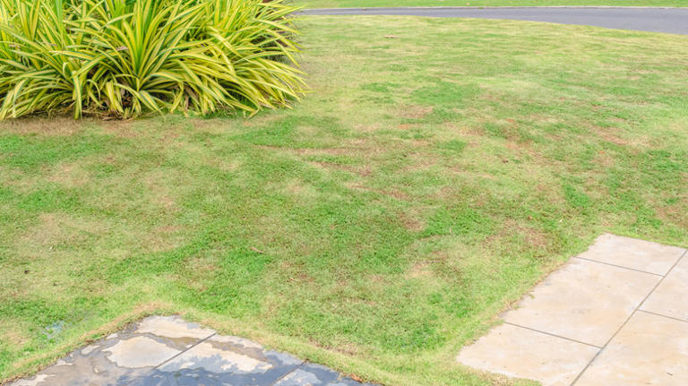 How long it actually takes to revive a dying lawn