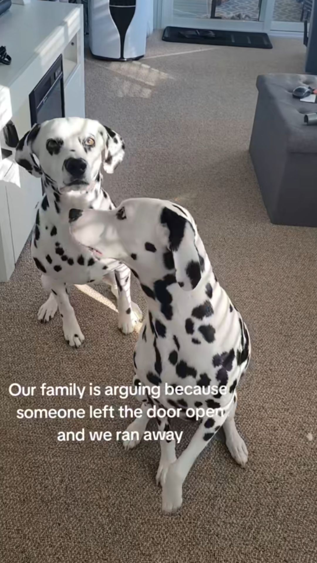 Two dalmatian dogs create a funny family moment at home