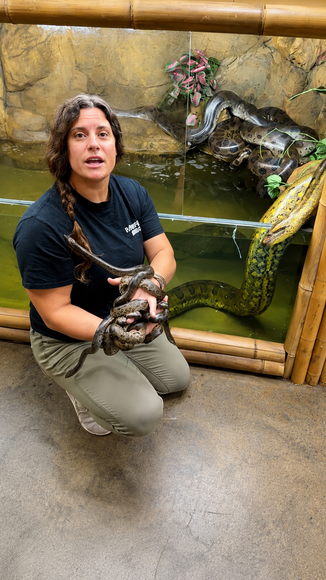 Boa constrictor babies reveal fascinating facts about snake reproduction