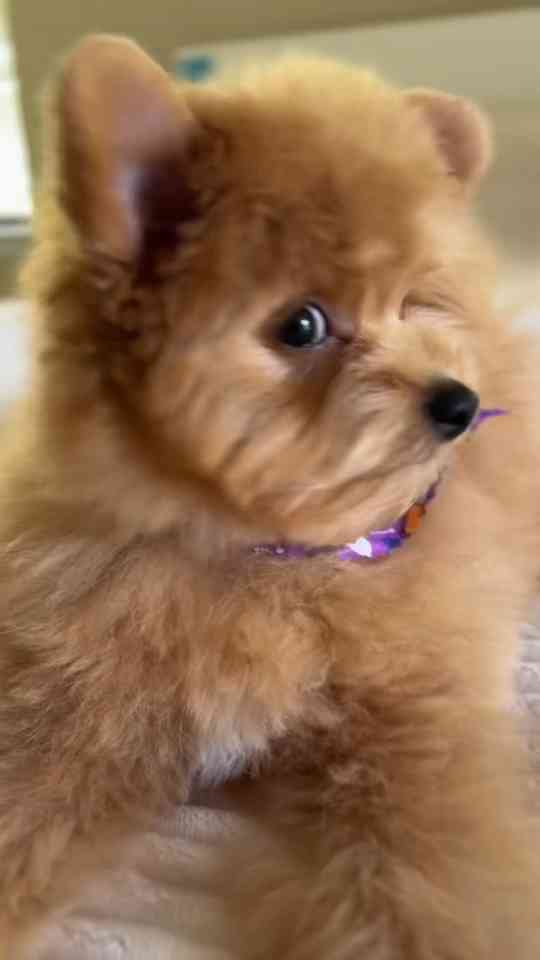 This adorable Pomapoo pup is impossible not to love