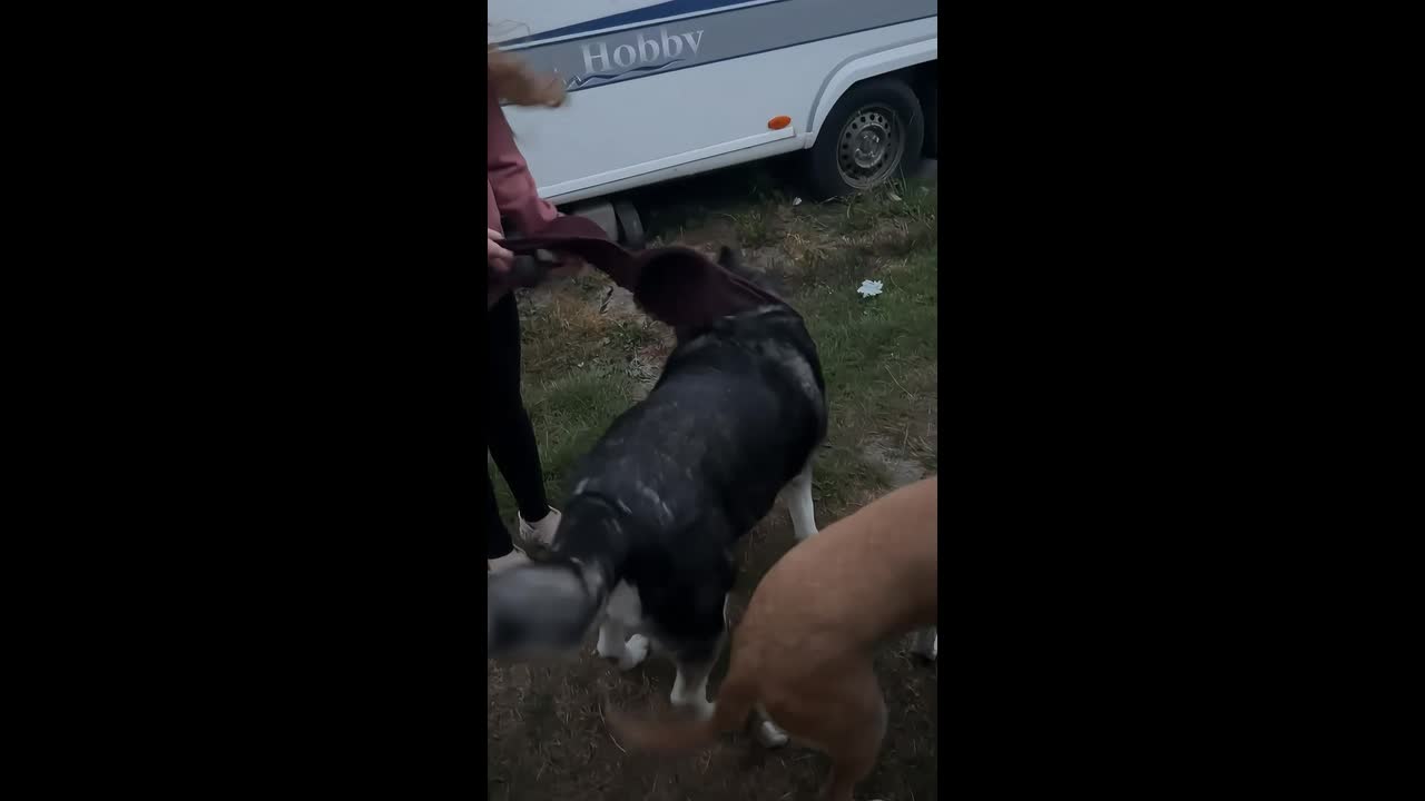 Woman improvises dog leash with bra during walk in Towyn, Wales, UK