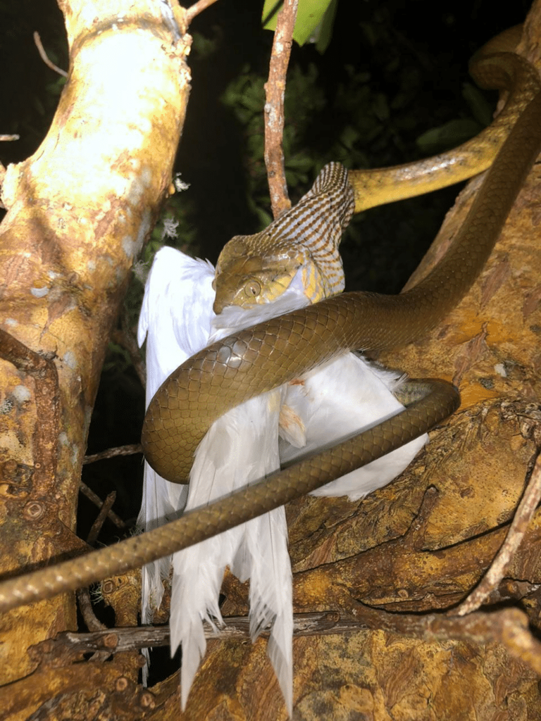 A small group of snakes conquered an entire island, scientists now know ...