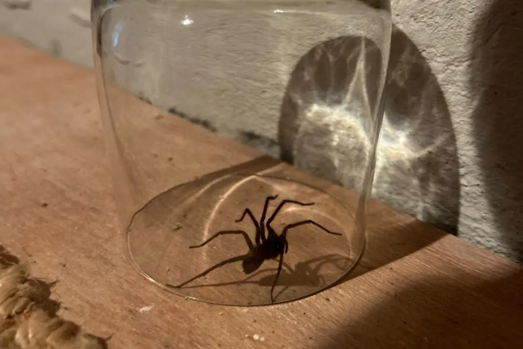 Think twice before releasing a spider outside: Experts reveal the ...