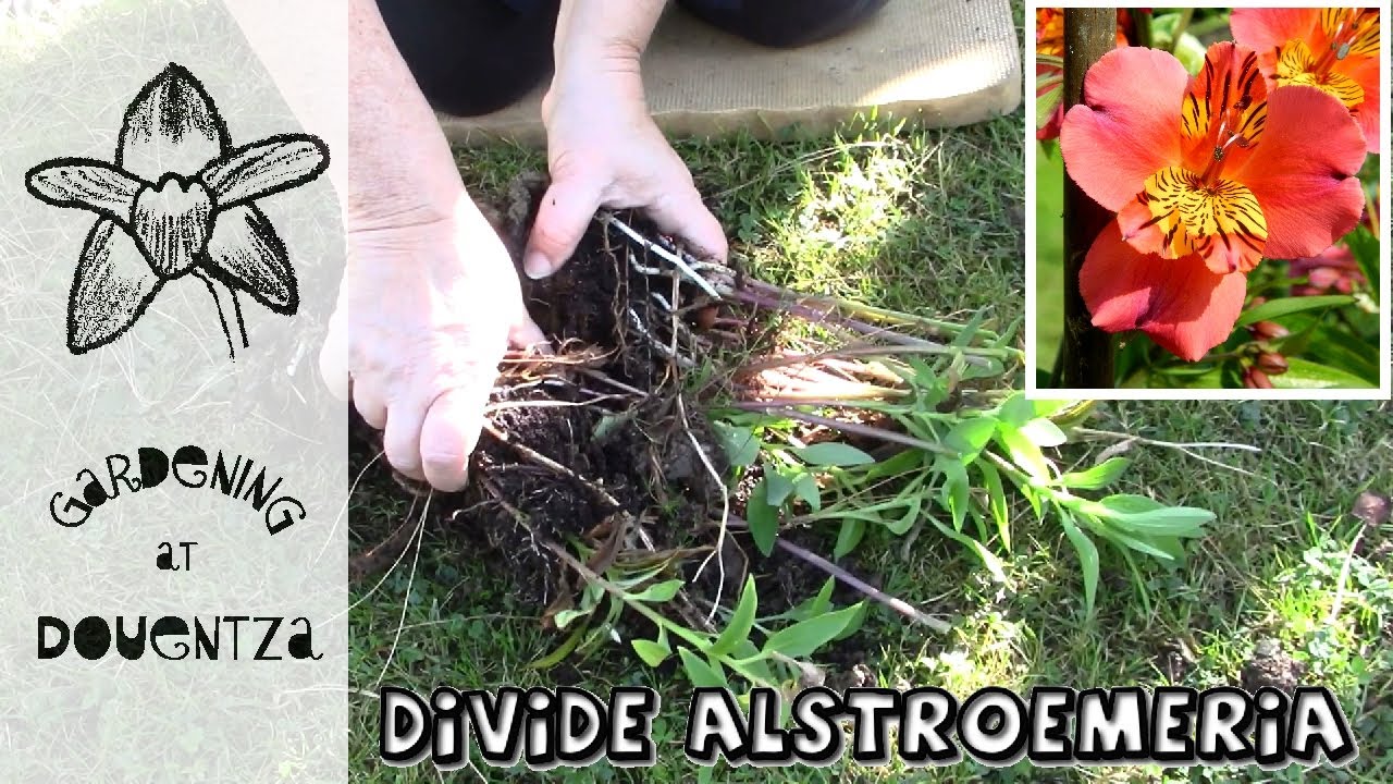 Alstroemeria division tips: Grow more Peruvian lilies easily
