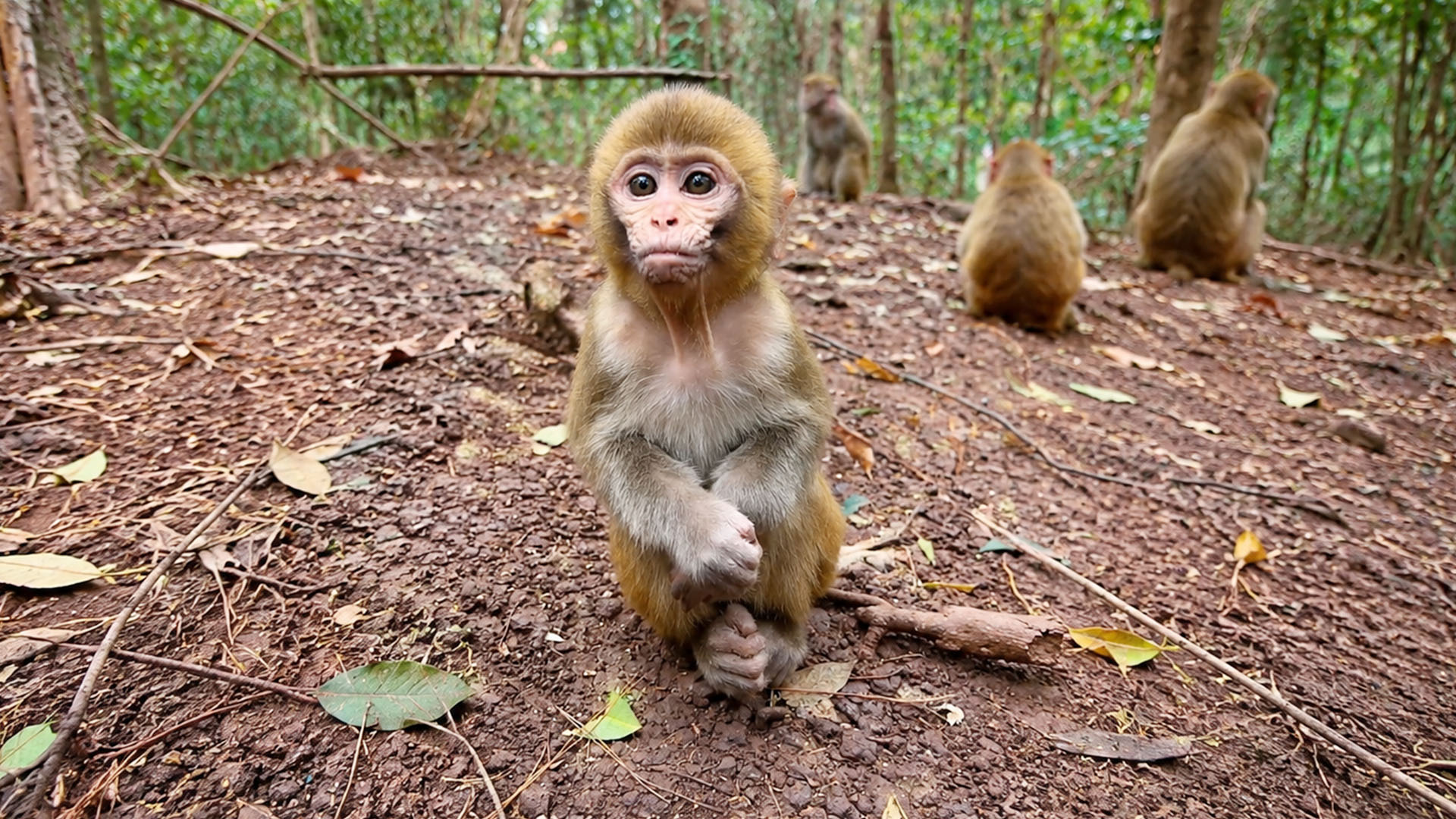 This adorable baby monkey melts hearts with one tiny pose