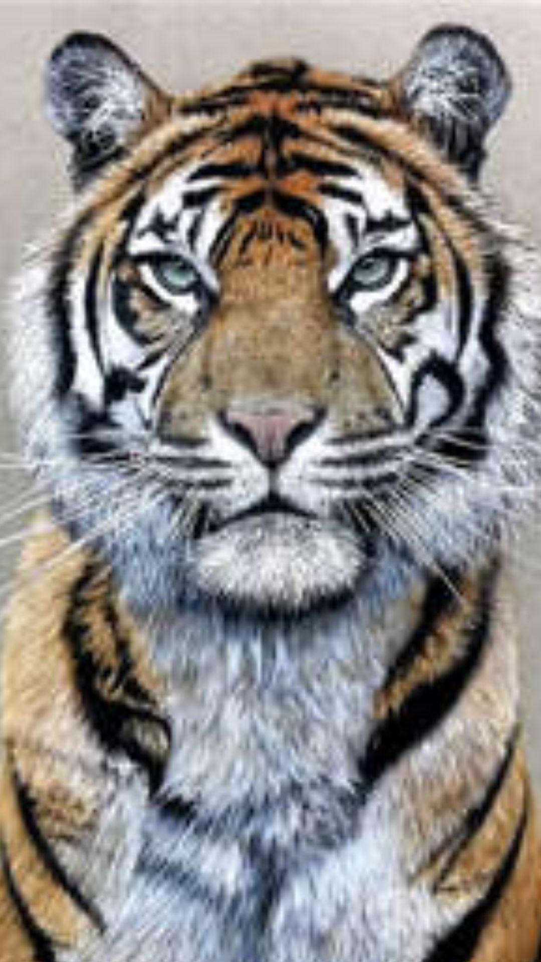 Sumatran Tiger Pencil Drawing Captures Endangered Beauty