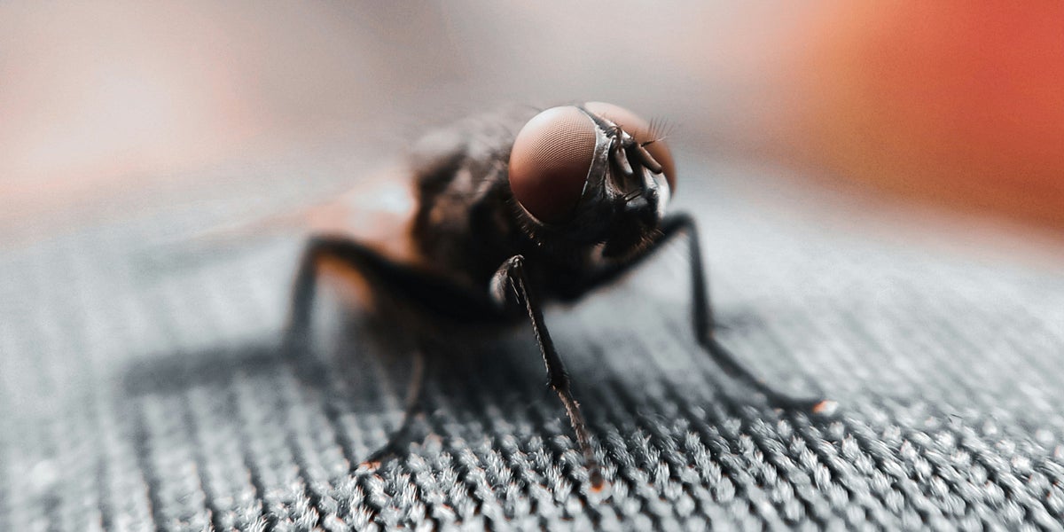Do flies mean your house is dirty? We asked a professor