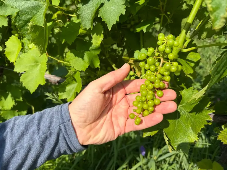 Michigan winemakers have a new climate worry: More wildfire smoke