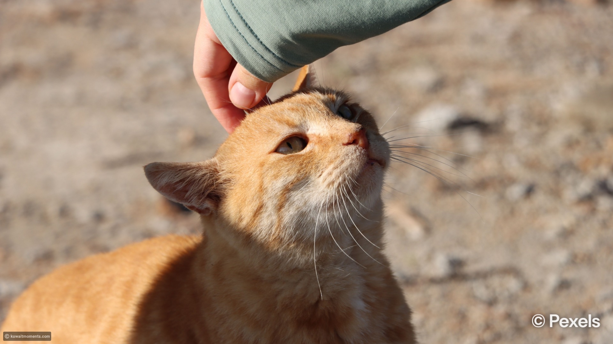 Scientists explain why cats can appear aloof