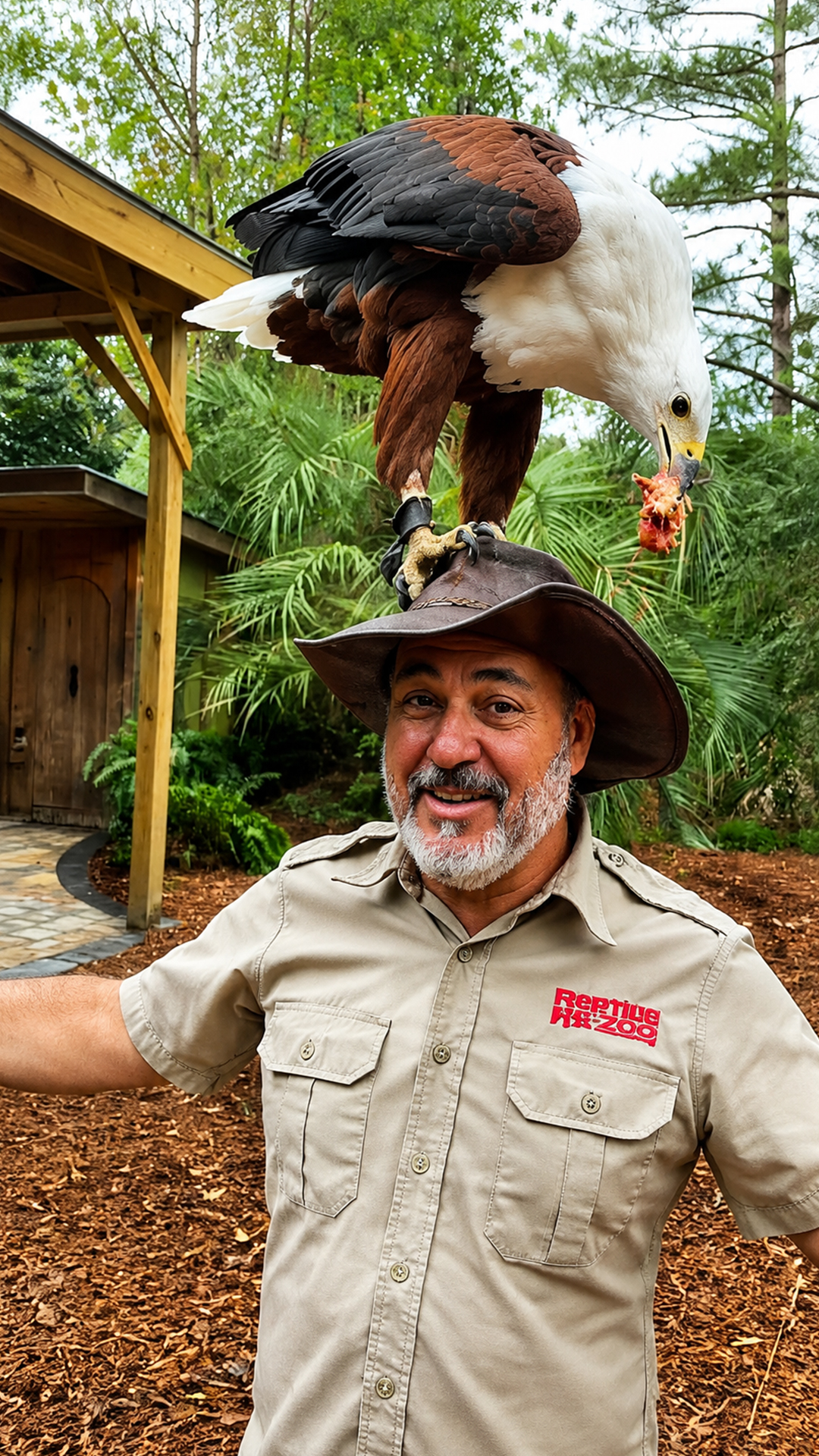 African fish eagle displays massive talons and impressive raptor features