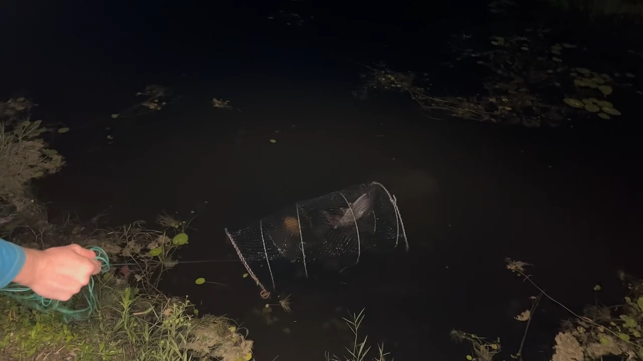The trap started shaking in the dark... then a monster freshwater shark ...