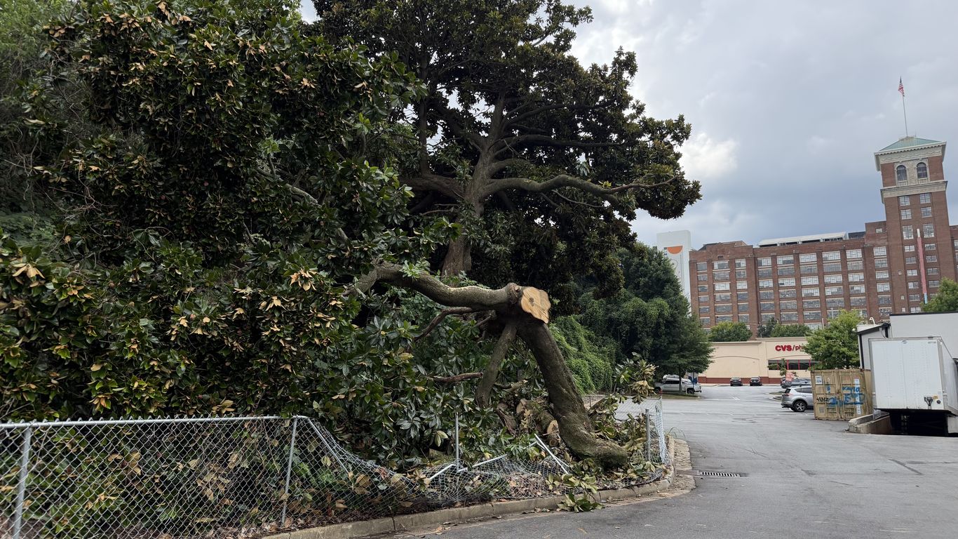 Atlanta's beloved Spiller Field magnolias will live on