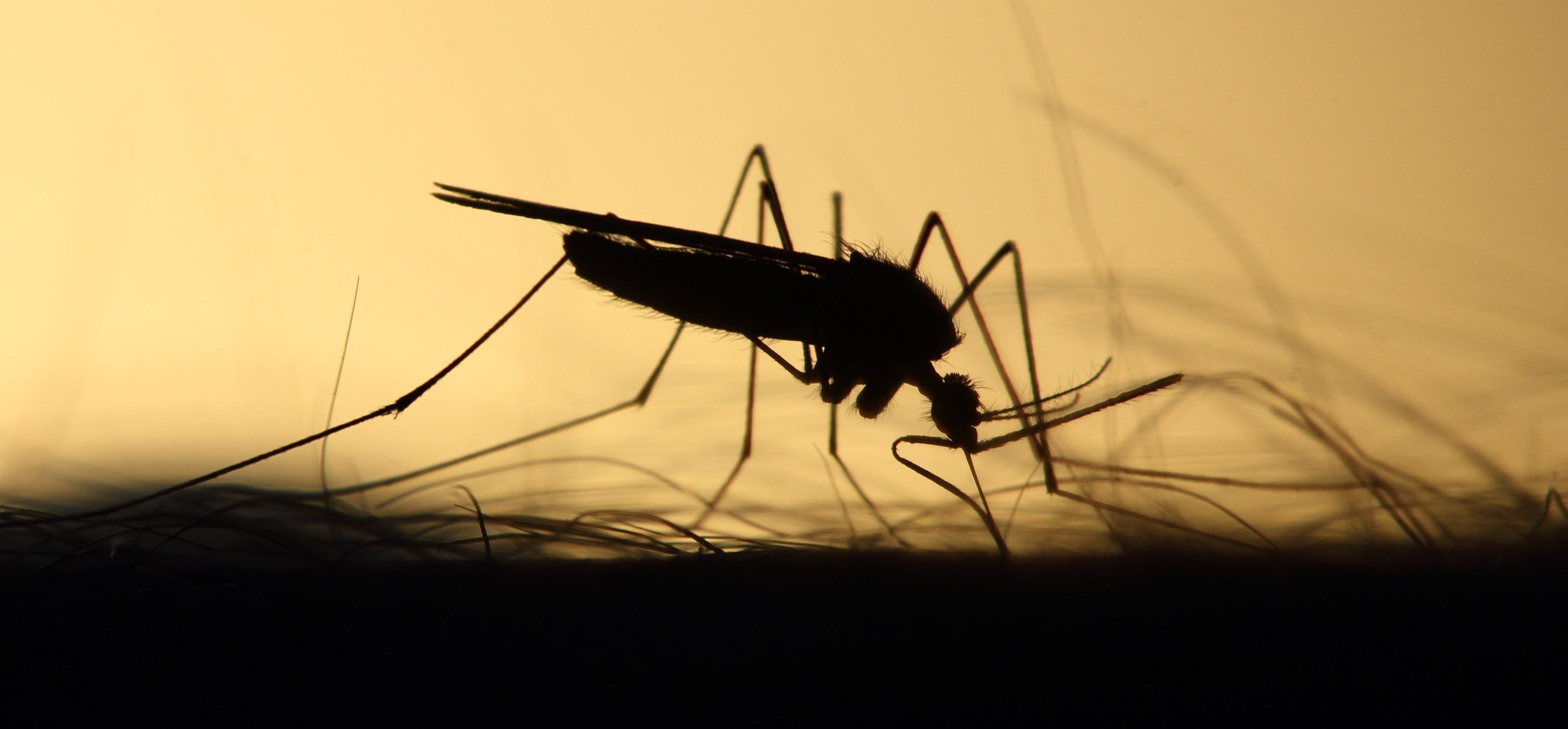 First 2026 West Nile virus human case confirmed in San Joaquin County