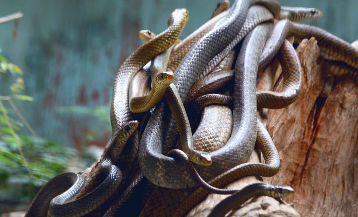 A small group of snakes conquered an entire island, scientists now know ...
