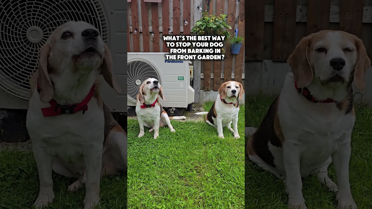 This dog pulls the oldest prank in the book on his owner