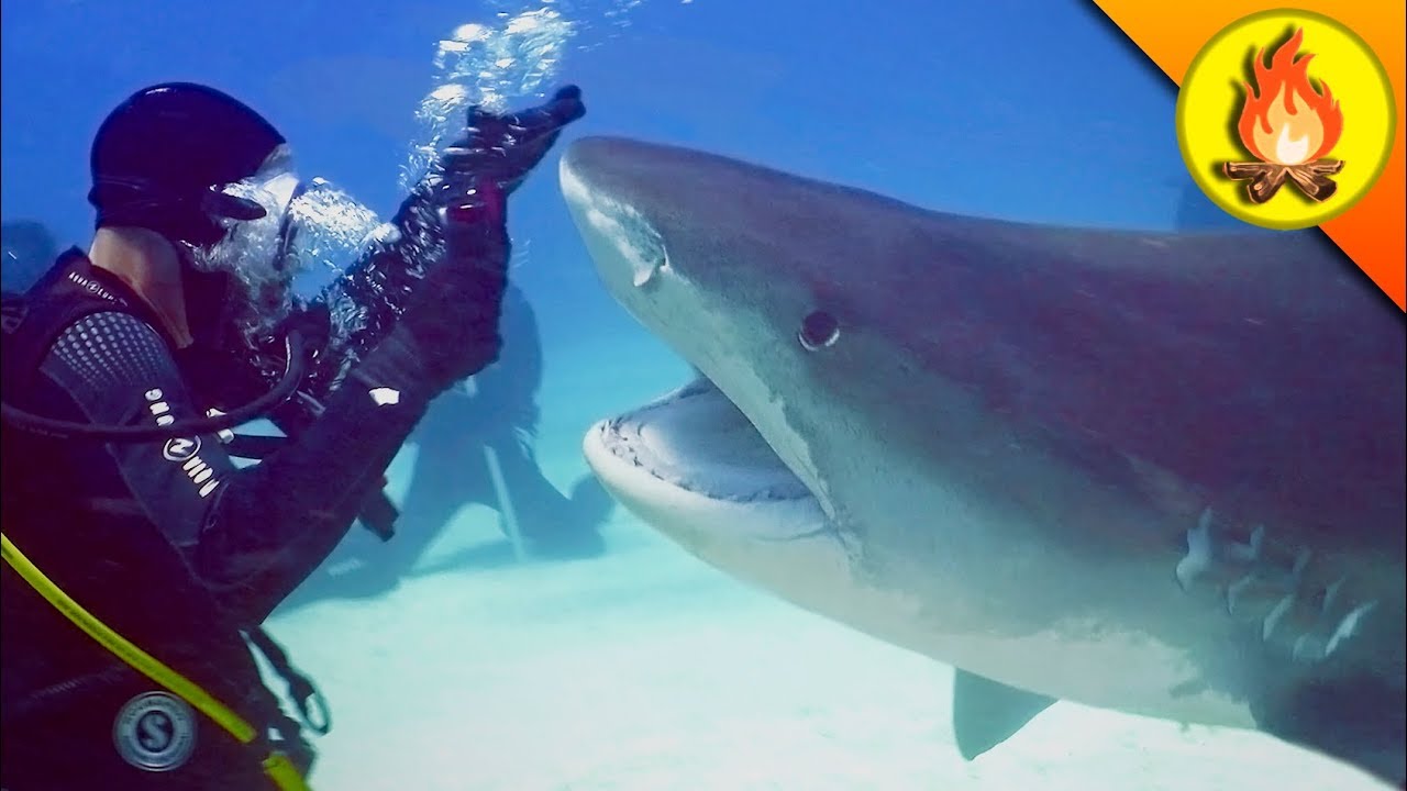What a near-miss with a shark teaches about their behavior