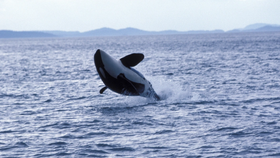 Global killer whale conservation and behavior trends