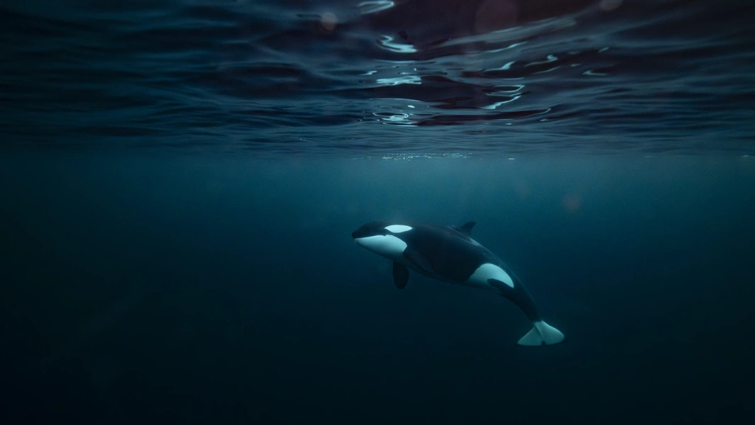 Global killer whale conservation and behavior trends