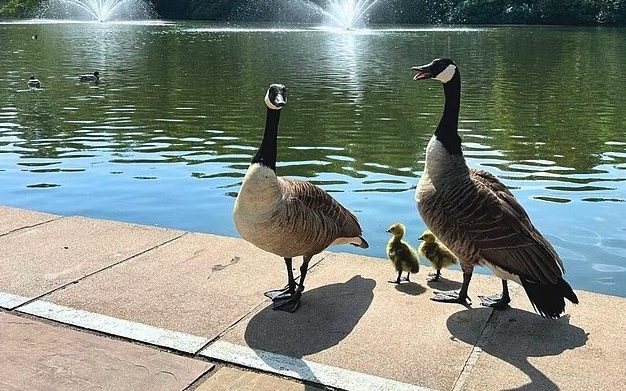 Tennis club secretly asked marksman to shoot geese