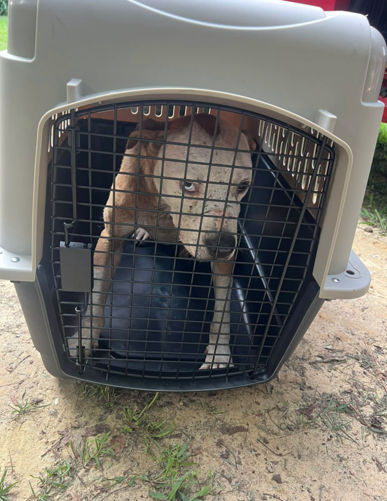 58 dogs rescued from alleged dog fighting ring. Petition seeks lifetime ...