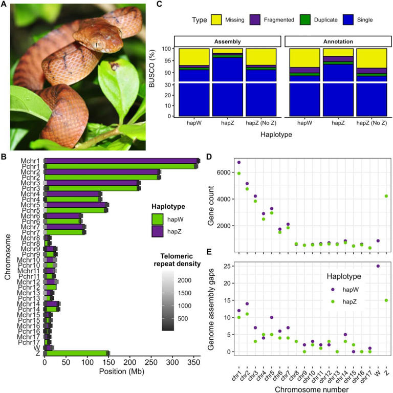 A small group of snakes conquered an entire island, scientists now know ...