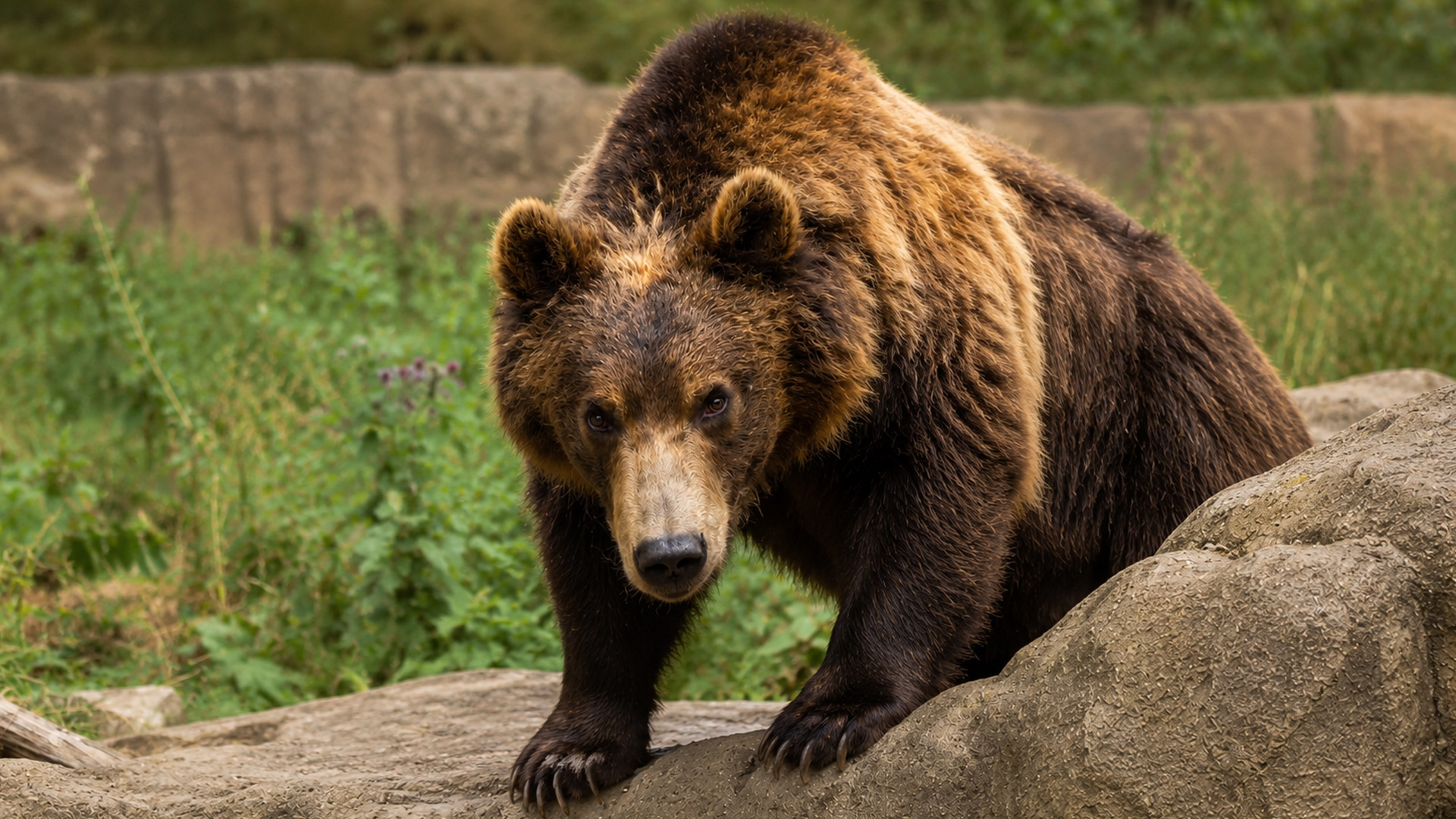Wildlife camera reveals the strength of a brown bear