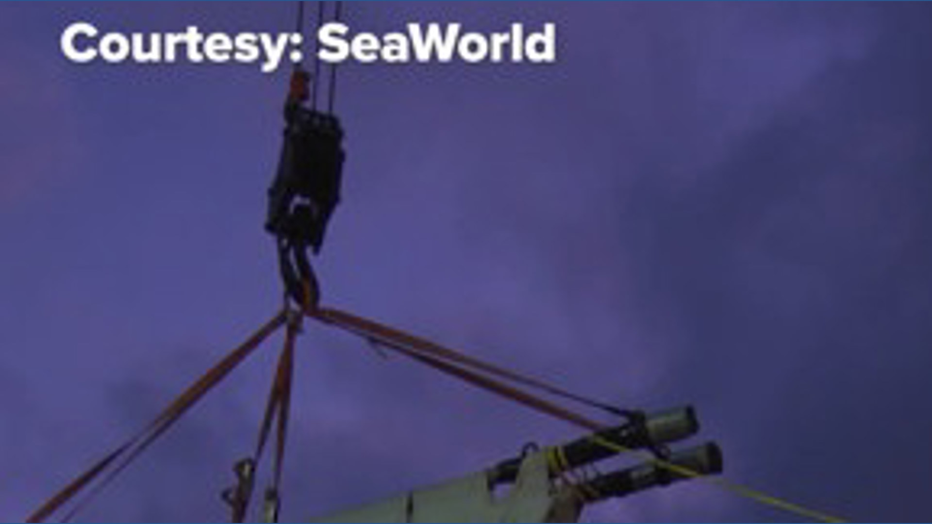 Seven more beluga whales arrive at SeaWorld San Antonio