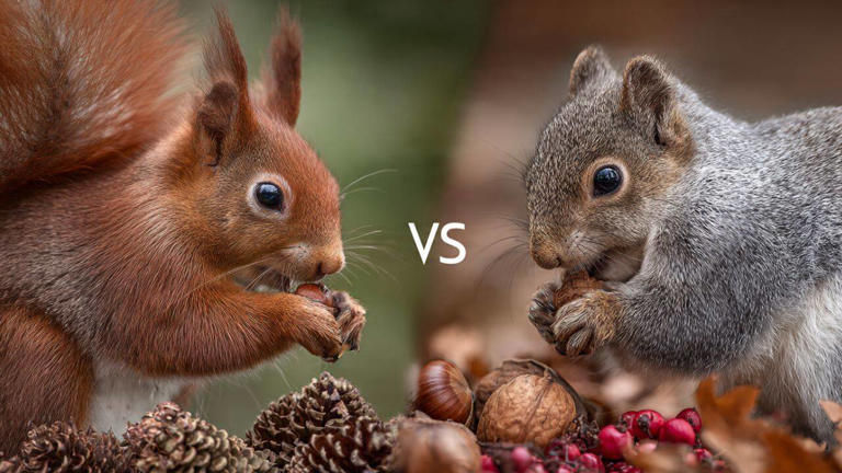 Red squirrel vs grey squirrel: 6 key differences in size, appearance ...