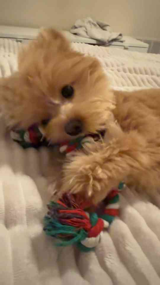 Pomapoo pup can’t get enough of his favorite rope toy
