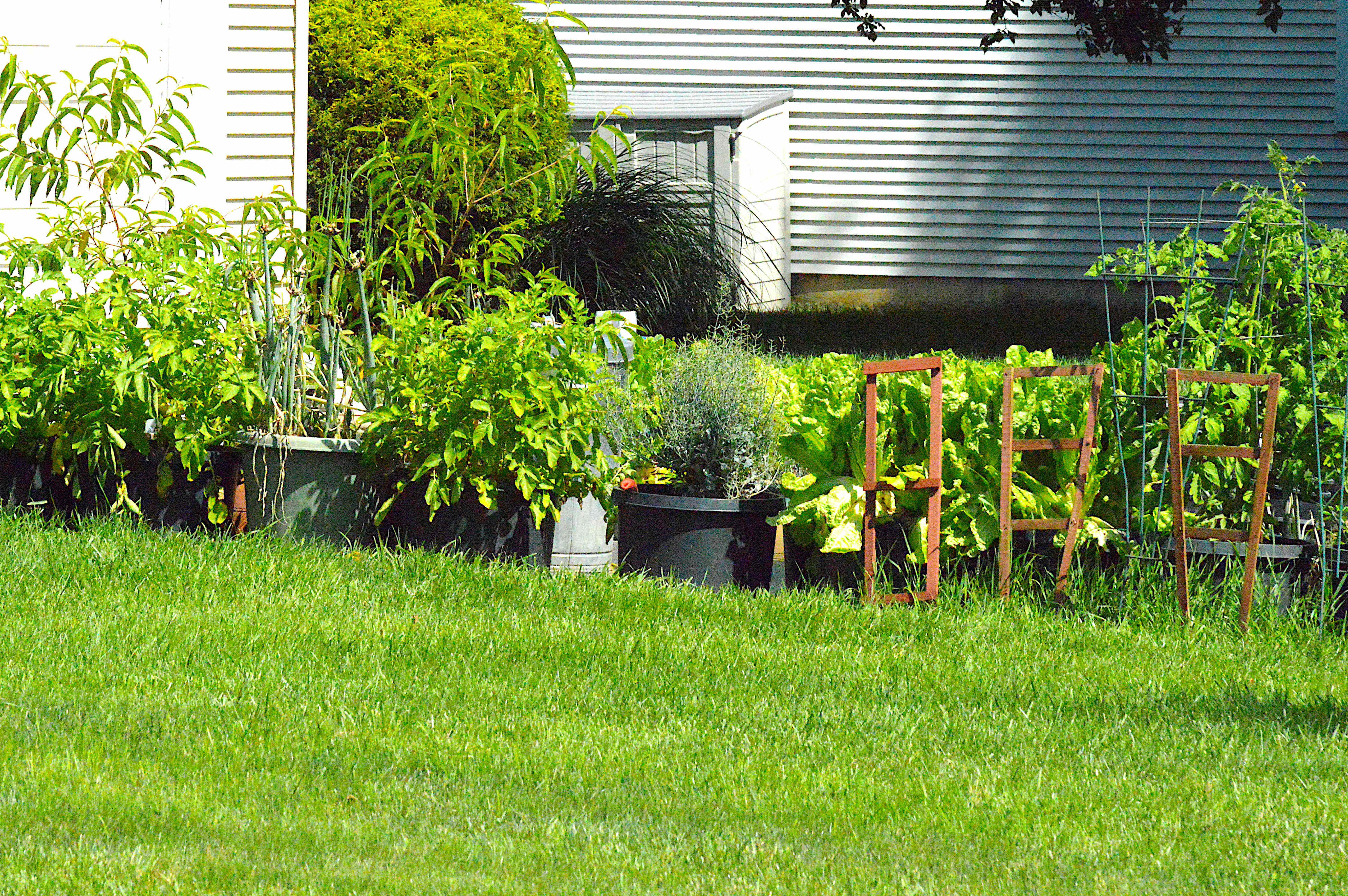 Is growing vegetables in your front yard tacky? Reddit gardeners weigh in