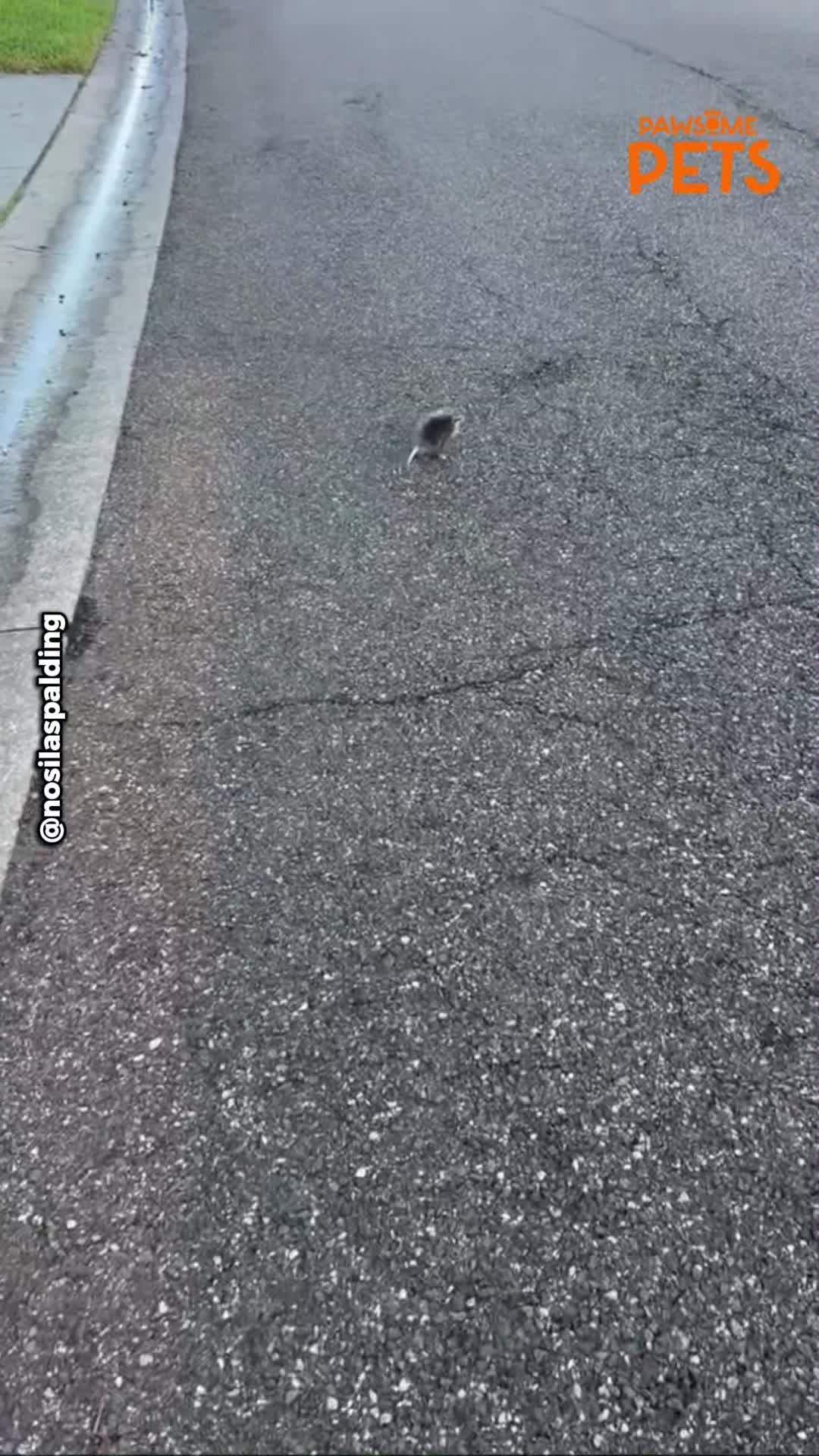 A woman’s incredible gesture saved this scared animal on the road