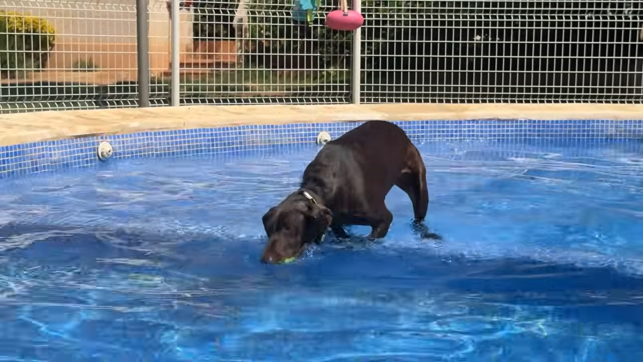 The surgery fixed Choco’s broken leg but finding someone willing to ...