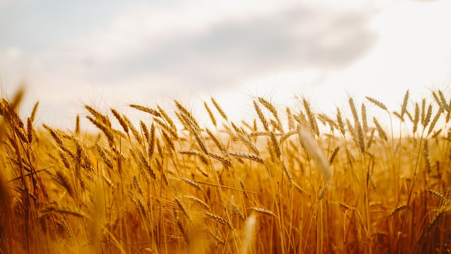 UK on brink of decades-low cereal crop – research