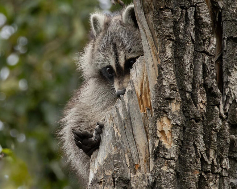 the-next-toronto-reports-of-urban-raccoons-on-the-rise-in-calgary