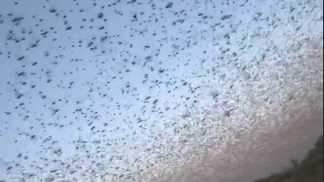 Enormous swarm of Asian locusts cover the sky in Russia's Dagestan