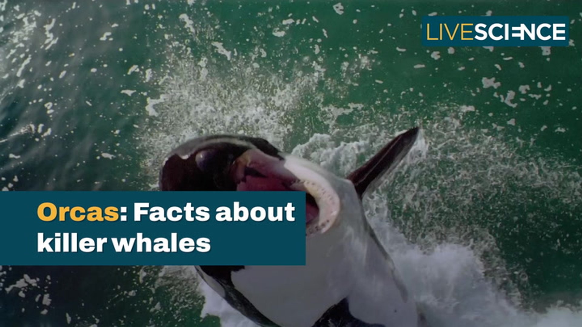 Facts about orca killer whales