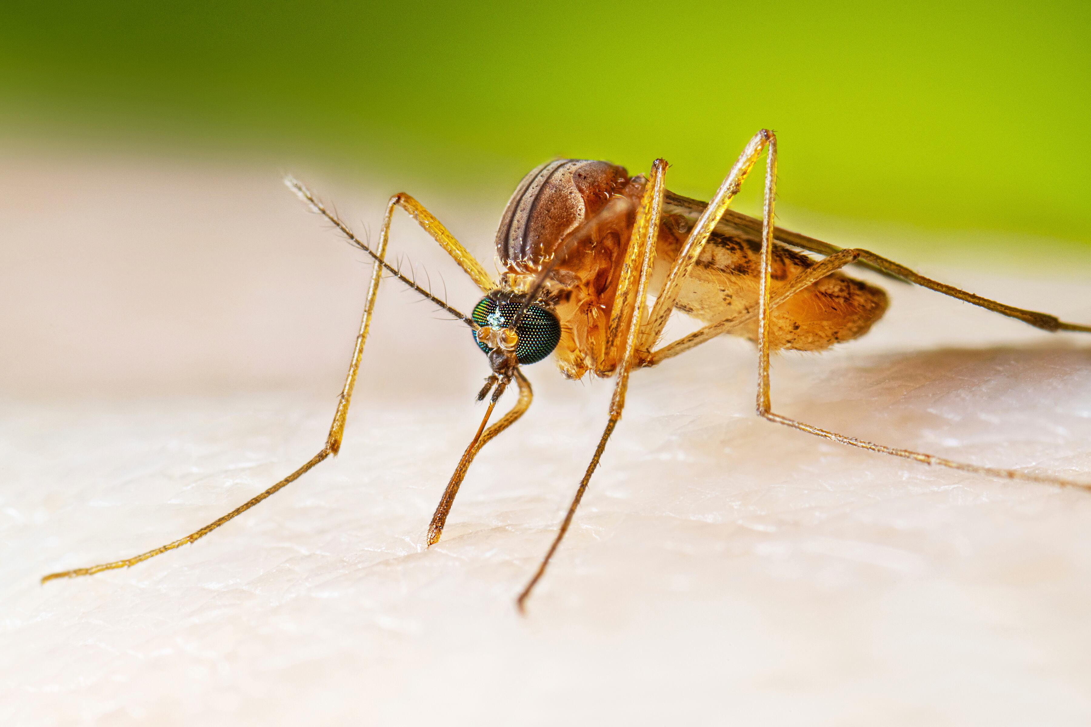 DPH declares West Nile virus outbreak in the Pee Dee, including Myrtle ...