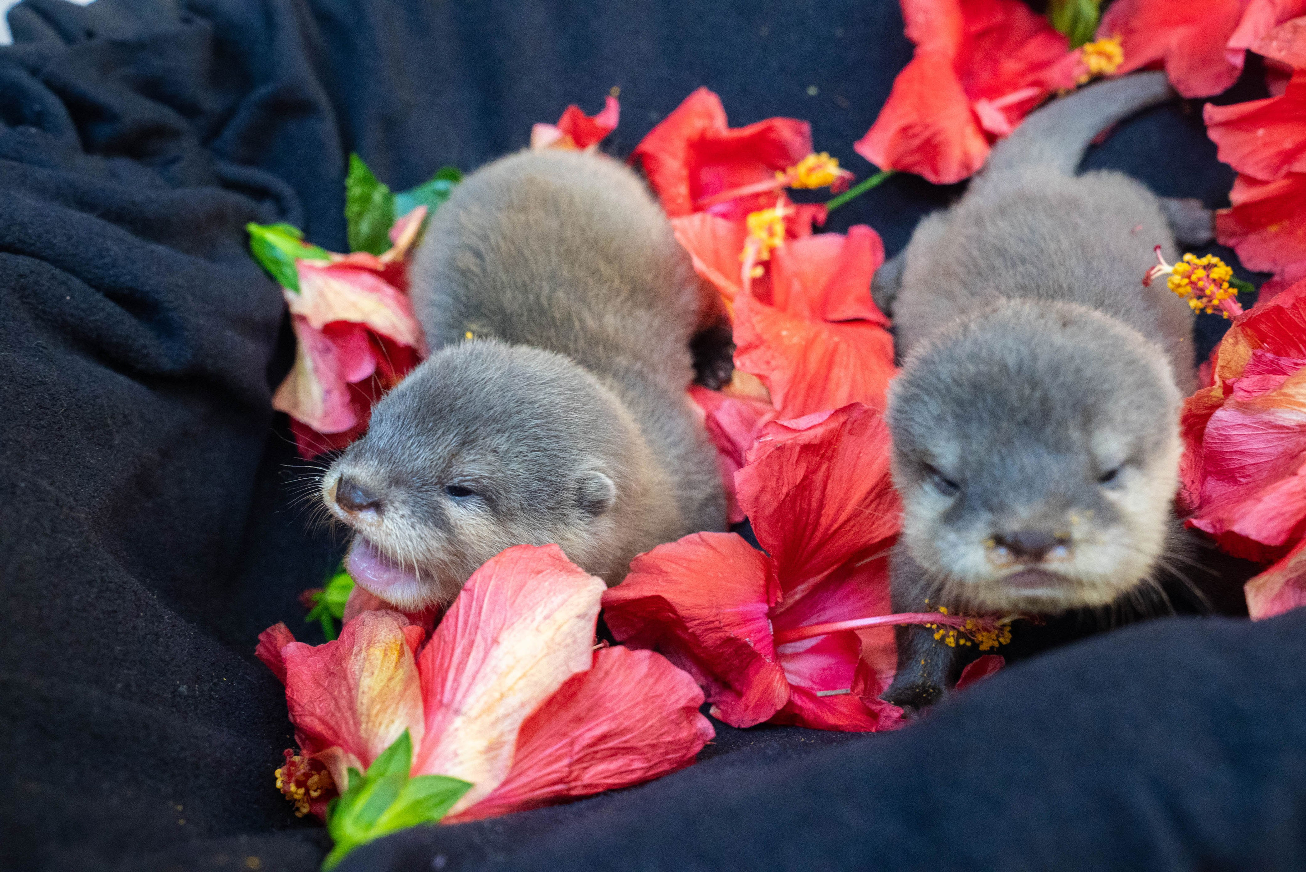 discovery-cove-celebrates-first-asian-small-clawed-otter-pups-born