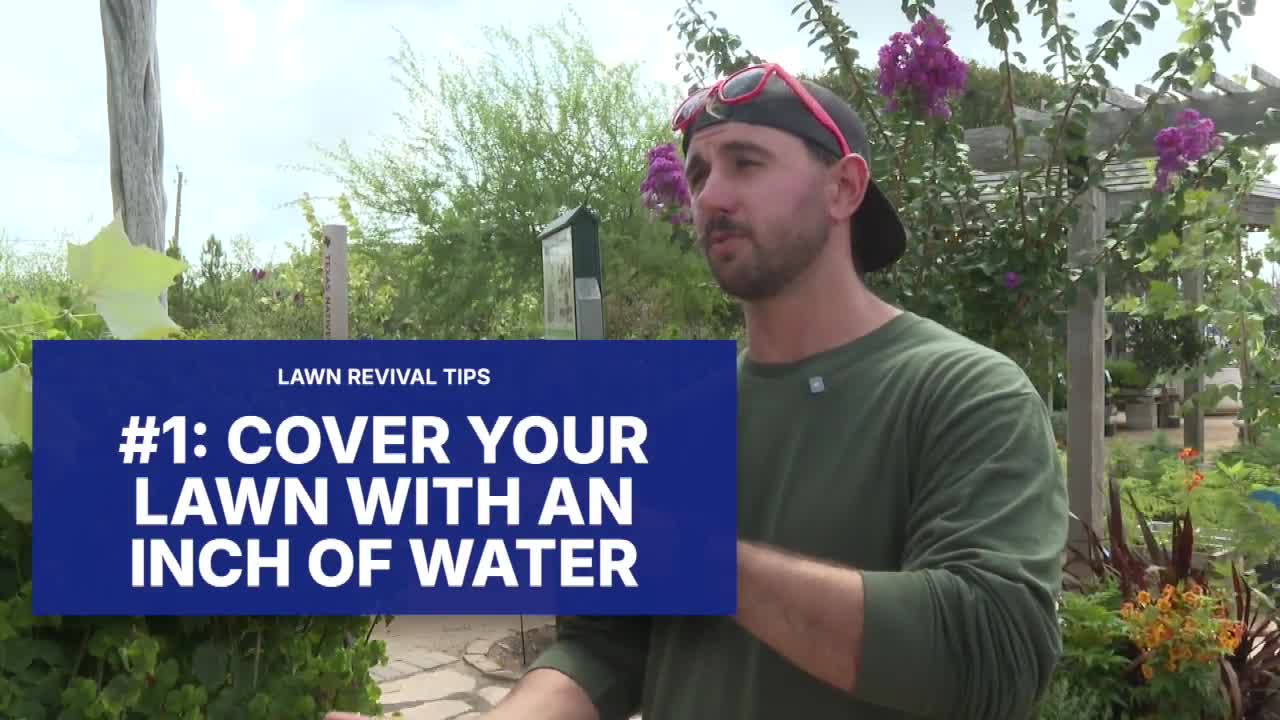 Lawn care expert shares tips for reviving grass after nearly 2 years of ...