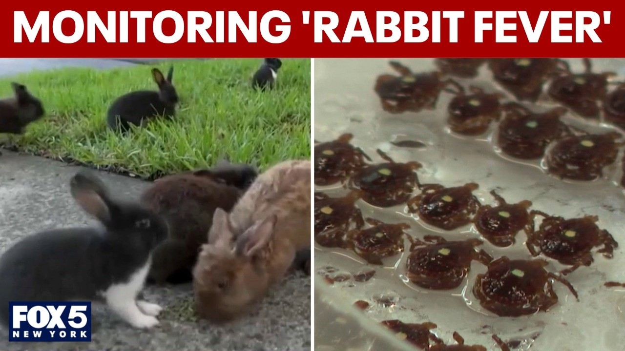 Health officials monitoring 'rabbit fever' on Long Island