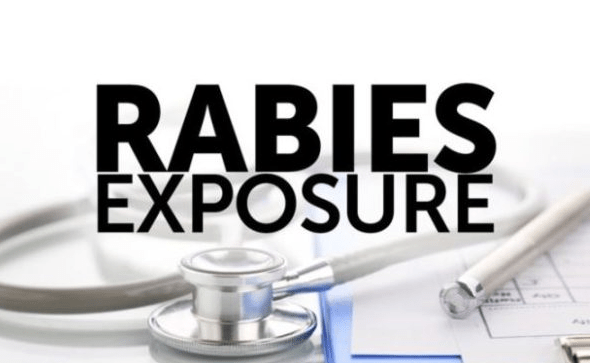 DPH confirms rabid bat found in North Augusta, rabid fox in Salley