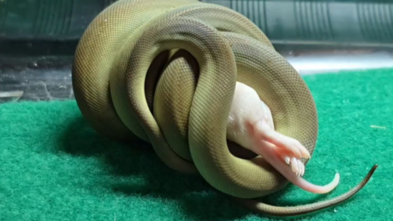 Unbelievable feeding: Olive python settles into new surroundings