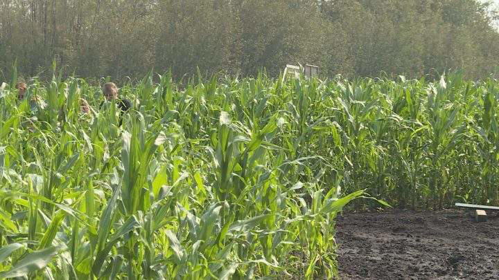 Edmonton Corn Maze opens as 2026 design celebrates AMA’s 100th anniversary